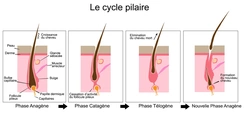 L'accumulation de sébum peut interrompre le cycle de croissance des cheveux